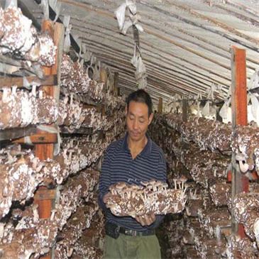 low-price-mushroom-farm-bagging-machine-bag low-price-mushroom-farm-bagging-machine-bag