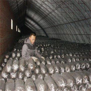 Fungus Growing Bags Stripping Machine