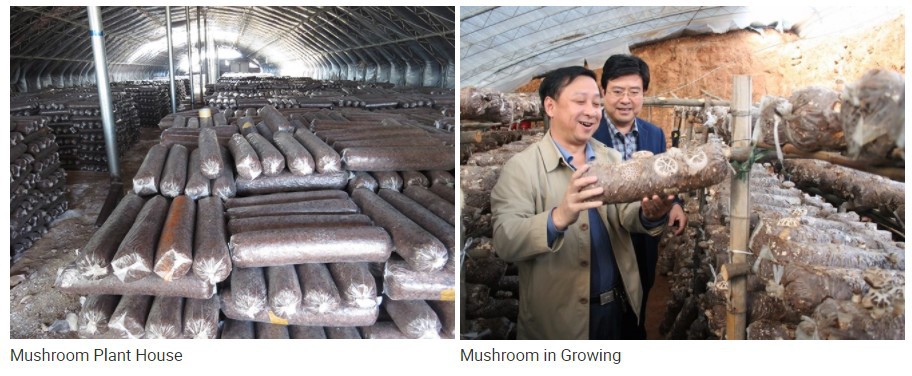mushroom substrate packing filling machine