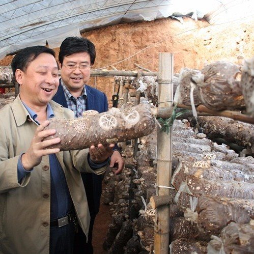 mushroom bagging plant (3)