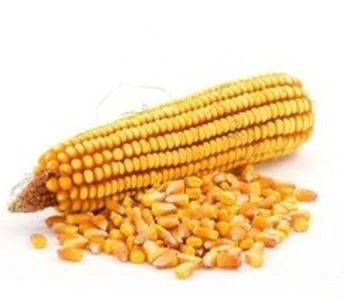 Maize Grinding Hammer Mill Machine